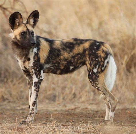 The African Wild dog : r/PaintedWolves