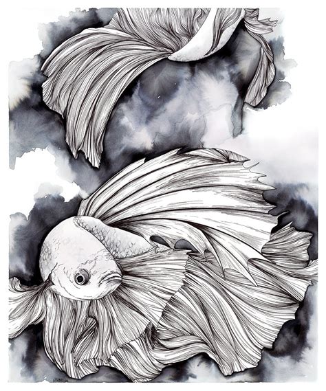 Sketch Betta Fish Drawing