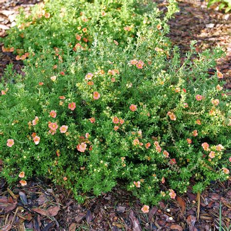 Happy Face® Orange - Potentilla fruticosa | Proven Winners