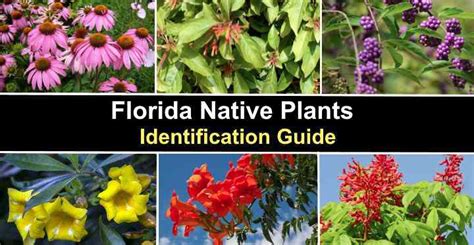 38 Florida Native Plants - Identification Guide (With Pictures)