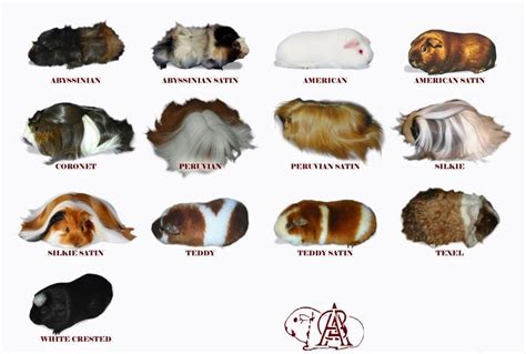 Guinea Pig Breeders Guinea Pig Mamm1 Cav Gpig - Nasdaq