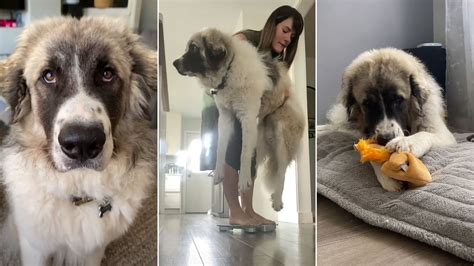 Pyrenees pup Murphy already weighs a staggering 86lb - and still growing | PetsRadar