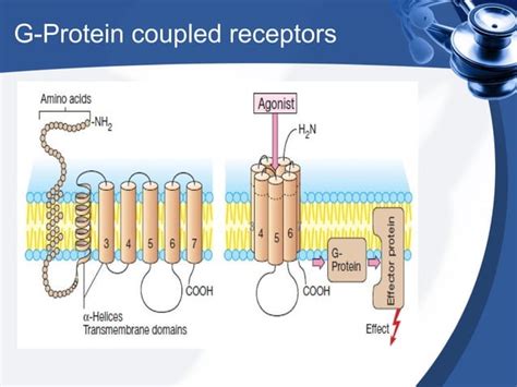 Mechanism of drug action