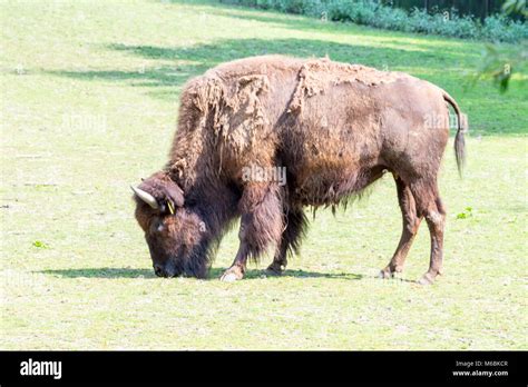 The American bison became almost extinct in the 19th century Stock ...