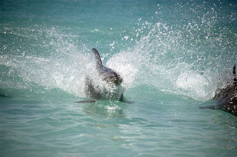 Swimming With Dolphins In The Bahamas - Busy Loving Life