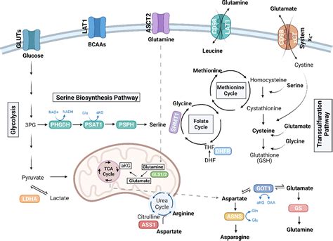 Frontiers | Amino acid metabolism in primary bone sarcomas