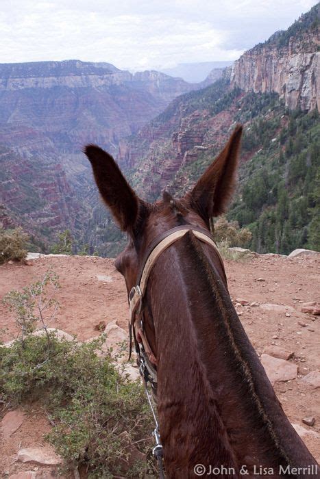 Grand Canyon Donkey Rides | Bryce Canyon Trail Rides | Grand canyon ...