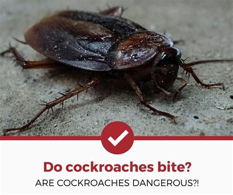 Do cockroaches bite? (Dangers, Prevention and Treatment Tips) - Pest Strategies