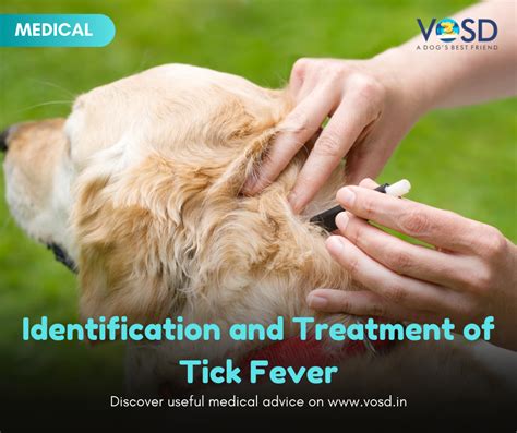 Identification and Treatment of Tick Fever - VOSD