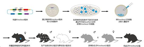 Gene Knockout Technology Service Company