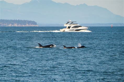 Pod of 20 Killer Whales Attacks Ship and Shakes It 'Like a Nutshell'