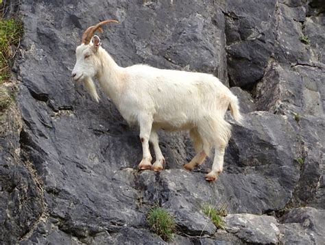 Royalty Free Mountain Goat Pictures, Images and Stock Photos - iStock