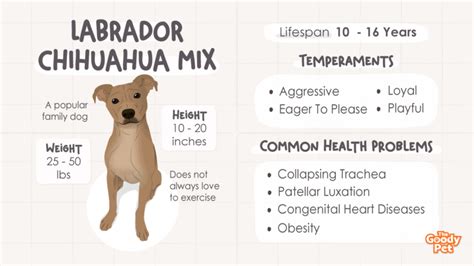 Labrador Chihuahua Mix - Your Complete Breed Guide - The Goody Pet