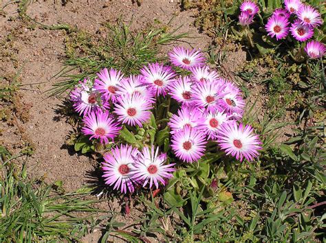 Livingstonova tratinčica (Dorotheanthus bellidiformis)