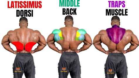 Top Best Back Workout At Gym Latissimus Dorsi Middle Back Traps ...