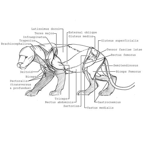 Bengal Tiger: Skeletal/Muscular System