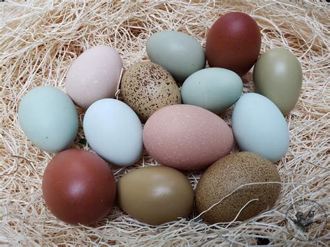 Dozen Hen's Choice: Assorted Brahma and Rainbow Layer Hatching Eggs