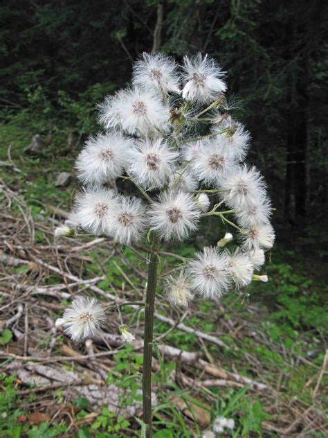 Pétasite blanc - Petasites albus | Biodiv'Mercantour - Parc national du Mercantour