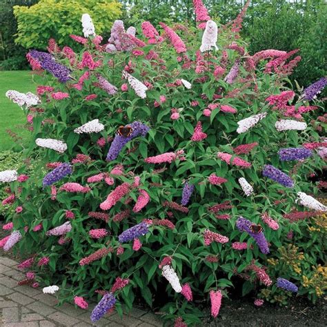 1 X BUDDLEIA Tricolour Butterfly Bush Mixed Colours Healthy Garden Plant in Pot : Amazon.co.uk ...