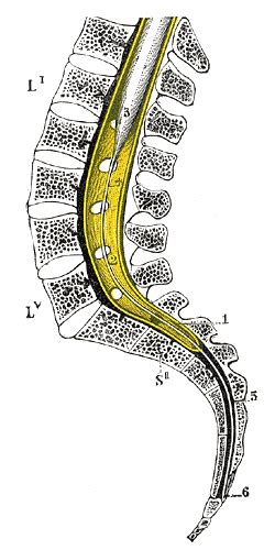Filum terminale - wikidoc