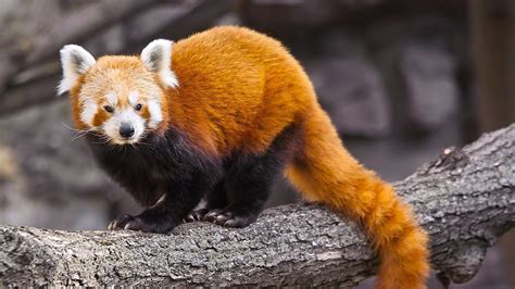 Red Panda Bear-photography HD wallpaper Preview | 10wallpaper.com