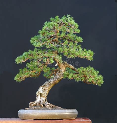 Mugo pine bonsai stock image. Image of pinus, mugo, nature - 1684937