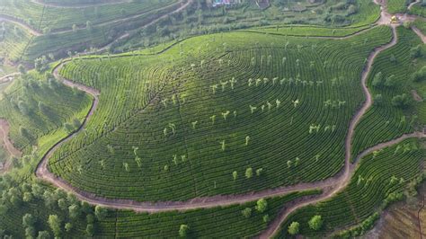 Aerial View of Tea Plantation, Stock Footage Video (100% Royalty-free) 1046545219 | Shutterstock