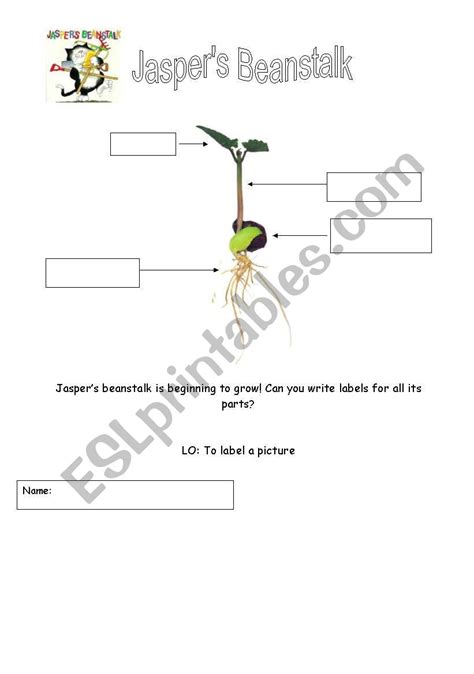 English worksheets: Jasper´s Beanstalk Labelling activity Science growing