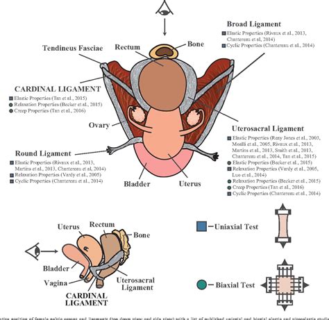 Cardinal Ligament