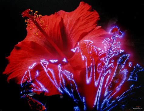 20 Best Kirlian photography examples and techniques for beginners