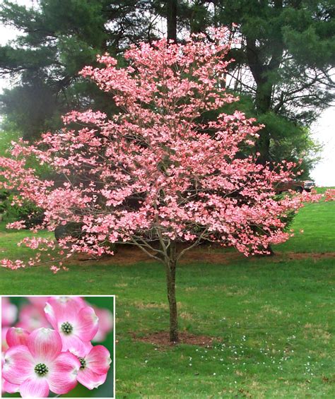 Pink Flowering Dogwood — Affordable Trees