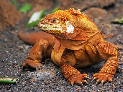 Fotos del Dragón de Komodo, Imágenes HD de un Dragón Real