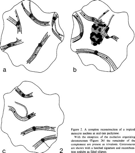 Figure 2 from SYNAPTONEMAL COMPLEX FORMATION AND DISTRIBUTION OF ...