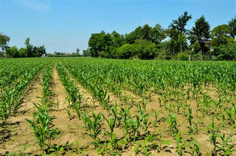 Expert Guide To Maize Farming In Kenya | 2024 Update