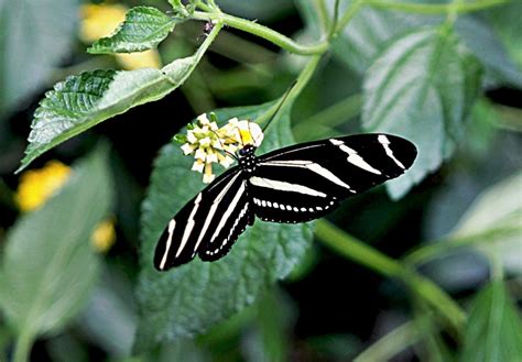 The Zebra Longwing Butterfly | Stop. Look. Shoot.