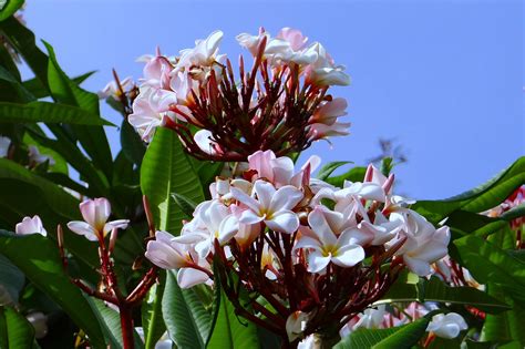 Seasons in Bangalore: Weather and Climate