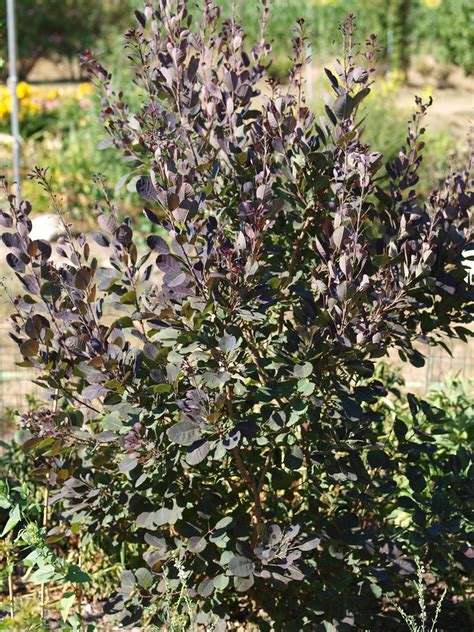 Smoke Tree 'Royal Purple' | Cotinus coggygria 'Royal Purple'… | Flickr