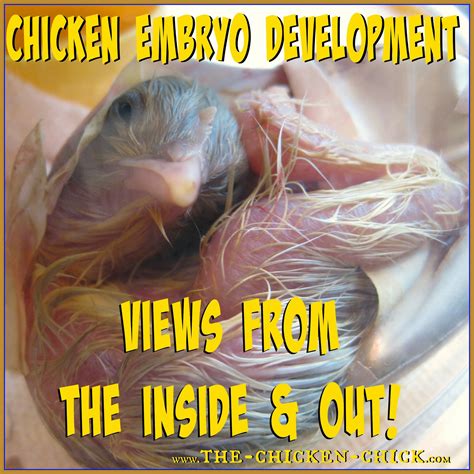 Chicken Embryo Development, views from the Inside AND Out. *Graphic ...