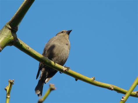 In a Bird’s Nest, an Animal Behavior Puzzle - The New York Times