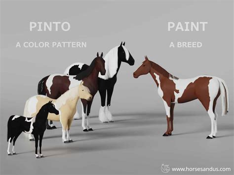 Pinto vs. Paint Horse [complete Guide] - Horses and Us