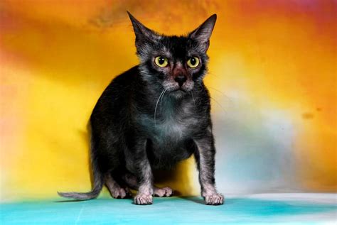 Are Lykoi Cats Healthy – Everything To Know! – FAQcats.com