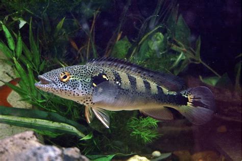 Pike Cichlid Care Guide: Types, Tank Setup, and Feeding