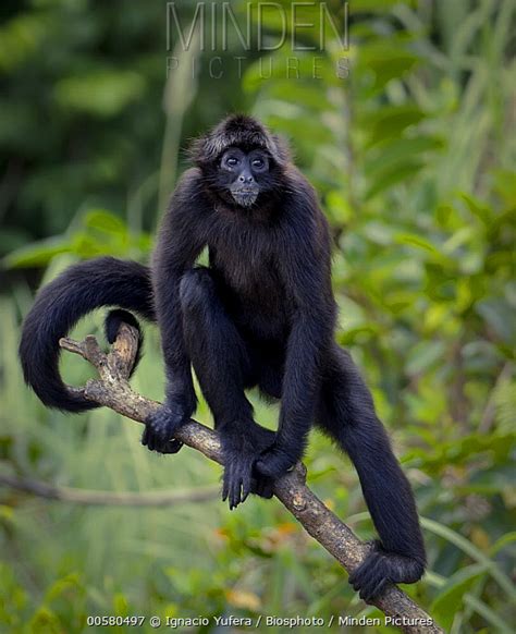 Black-headed Spider Monkey | Animals Wiki | Fandom