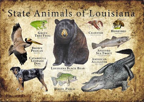 Animals In Louisiana - Pro Animal Guide