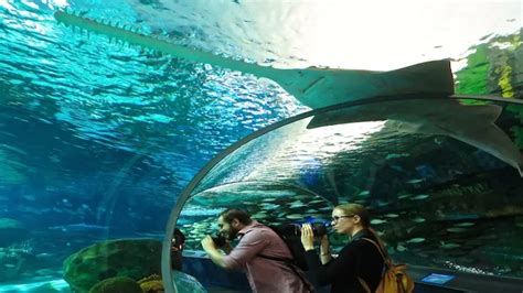 How to Get to the Aquarium in Toronto: A Comprehensive Guide for Visitors