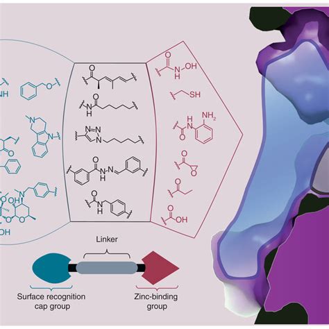 Histone deacetylase 3 pharmacophoric model for Zn 2+-chelating inhibitors | Download Scientific ...