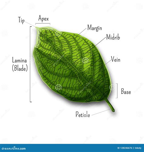 Basic Leaf Parts, External Structure Infographics Isolated on White Background. Stock ...