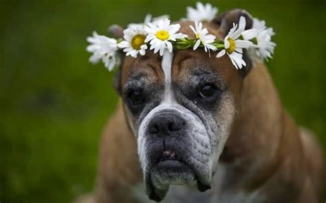 Boxer Dog Facts - 18 Facts about Boxer Dogs | Facts.net