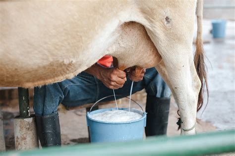 "Farmer's Hands Milking Dairy Cows" by Stocksy Contributor "Rob And ...