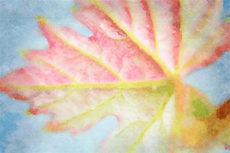 390+ Grape Leaves Watercolor Stock Photos, Pictures & Royalty-Free Images - iStock